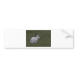 White Point Bunny Bumper Sticker