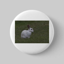 White Point Bunny buttons