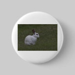 White Point Bunny buttons