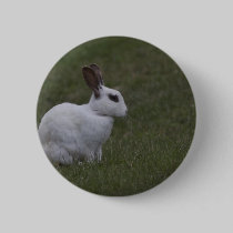 White Point Bunny buttons