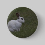 White Point Bunny buttons