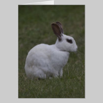 White Point Bunny cards