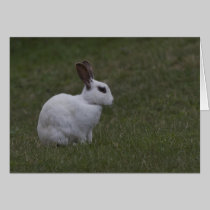 White Point Bunny cards