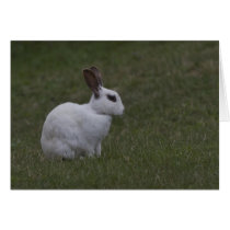 White Point Bunny Cards