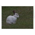 White Point Bunny Cards
