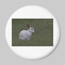 White Point Bunny magnets
