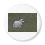 White Point Bunny Magnet