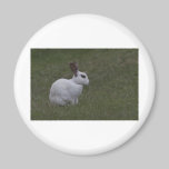 White Point Bunny magnets