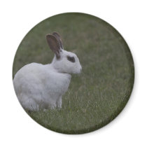 White Point Bunny Magnet