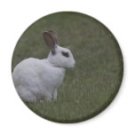 White Point Bunny magnets