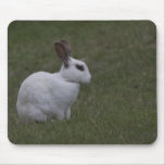 White Point Bunny mousepads