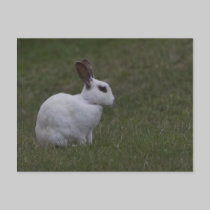 White Point Bunny postcards