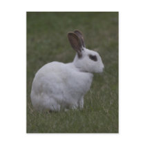 White Point Bunny Postcards