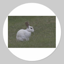 White Point Bunny stickers