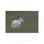 White Point Bunny Stickers