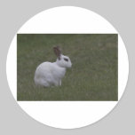 White Point Bunny stickers