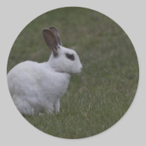 White Point Bunny stickers