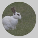 White Point Bunny stickers