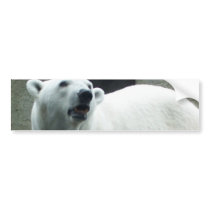 White Polar Bear Bumper Sticker