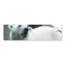 White Polar Bear Bumper Sticker
