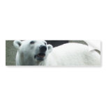 White Polar Bear Bumper Sticker