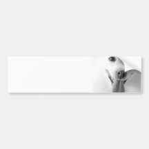 White Pomeranian Bumper Sticker