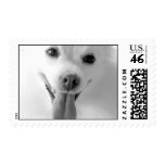 White Pomeranian Dog Postage Stamp