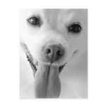 White Pomeranian Postcard