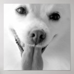 White Pomeranian Print