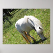 White Pony Grazing Canvas Print posters