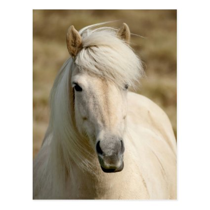 A very pretty white Icelandic pony posing for the camera.