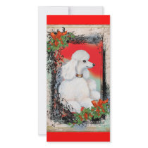 White Poodle Christmas Vintage Style Card Photo Cards