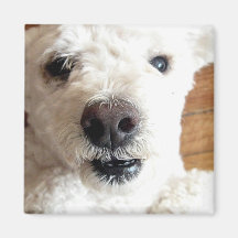 White Poodle Dog Square Magnet