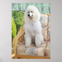 White Poodle Poster