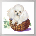 White Poodle Puppy in a Basket Art Print print