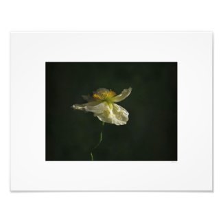 White Poppy Blossom Photo Print