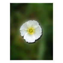 White Poppy Blurred Background