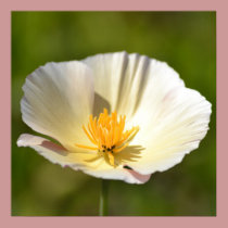White Poppy Flower posters