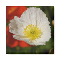 White Poppy Magnet by pulsDesign White Poppy Magnet