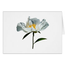 White Poppy Profile cards