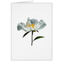 White Poppy Profile cards