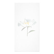 White Poppy Profile photo cards