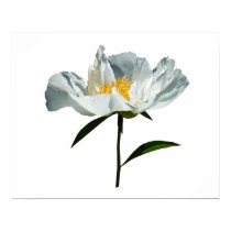 White Poppy Profile posters