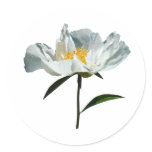 White Poppy Profile Round Sticker White Poppy Profile Round Sticker