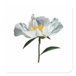 White Poppy Profile Square Sticker White Poppy Profile Square Sticker