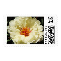 White Portulaca postage by princessklb07 White Portulaca postage