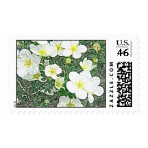 White potentilla postage stamp