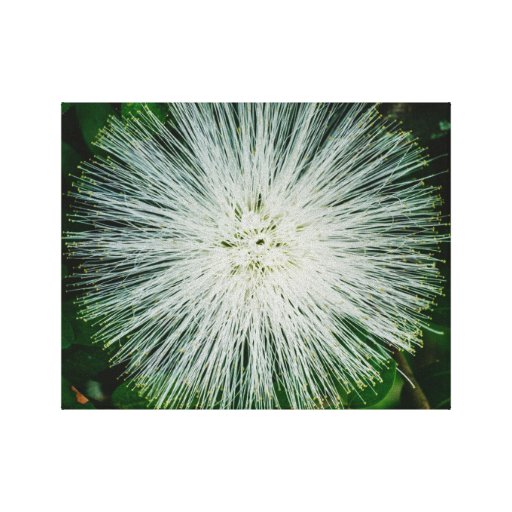 White Powder Puff Flower Canvas Print Zazzle