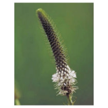 White Prairie Clover flyers by animalpark White Prairie Clover flyers