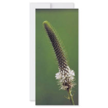 White Prairie Clover Rack Card Design